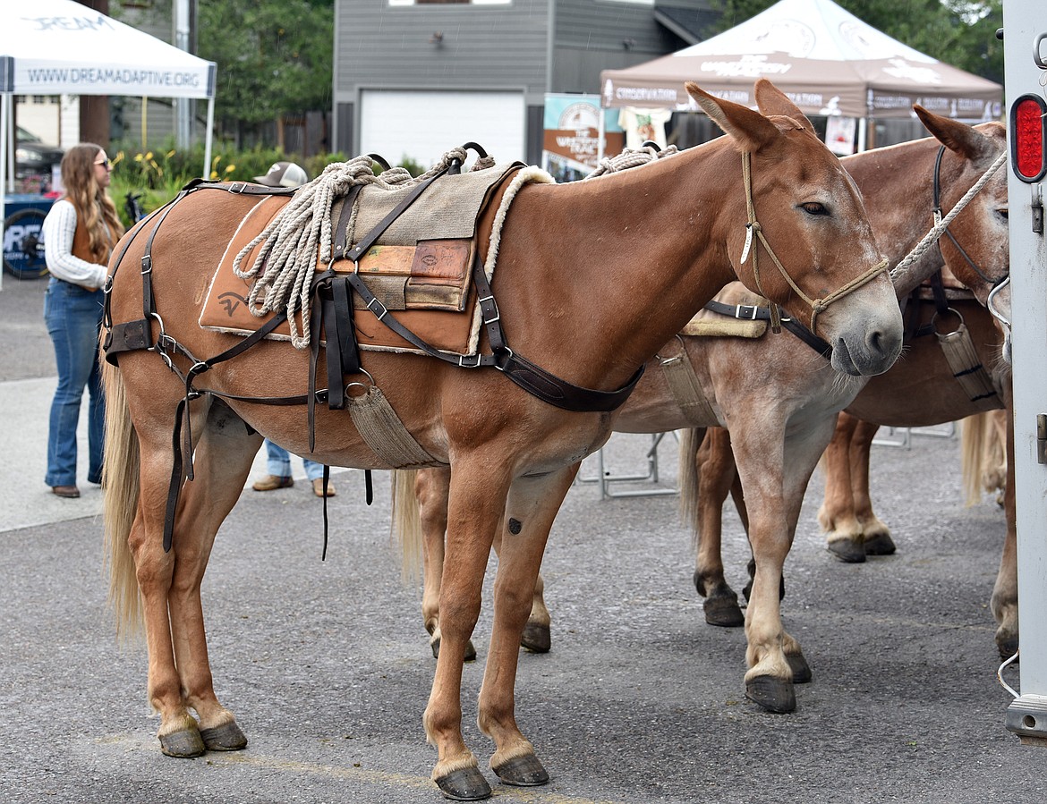 Saltese sported a Decker pack saddle at the Meet the Mules event Monday. (Julie Engler/Whitefish Pilot)