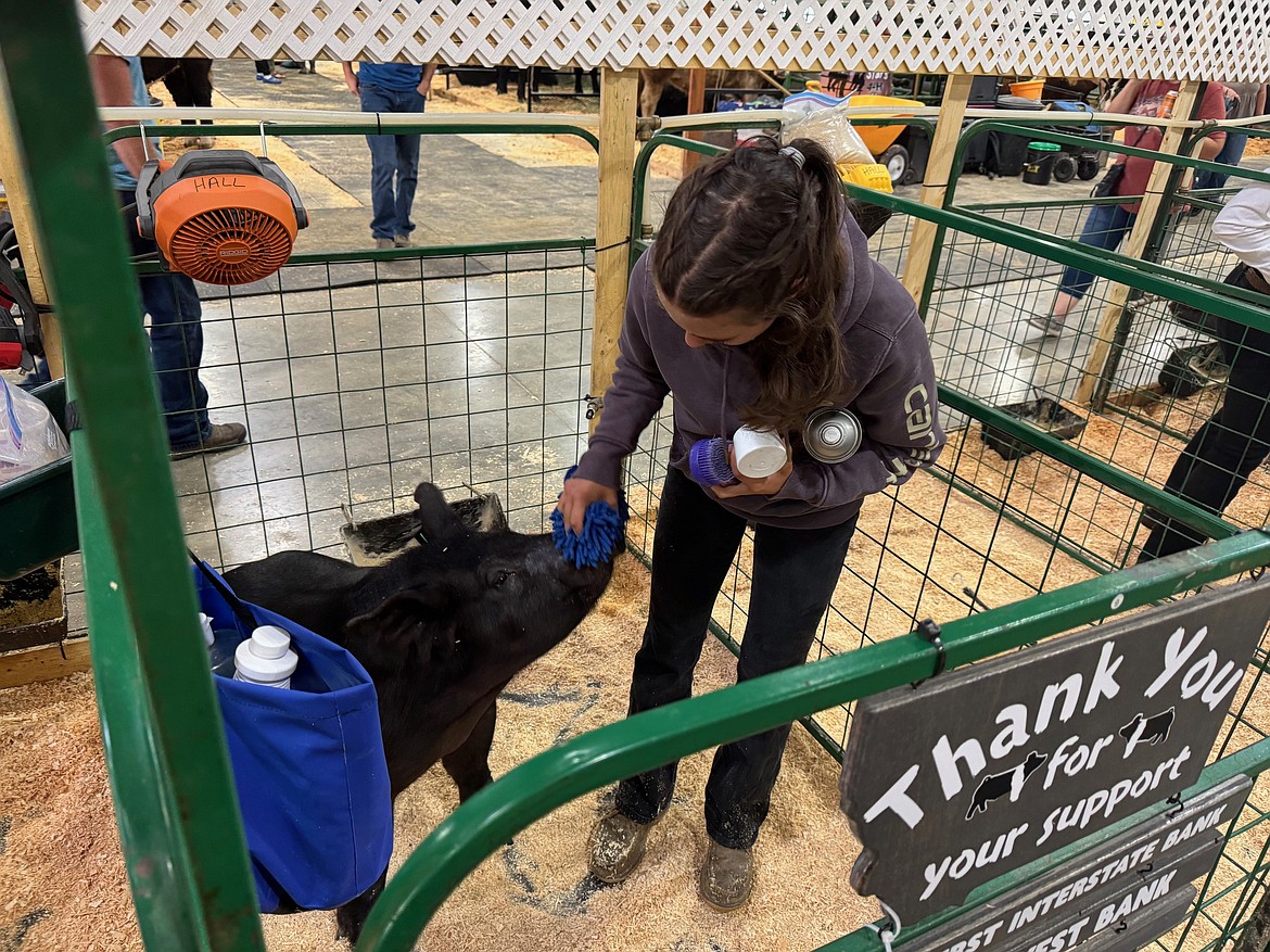 Emily Hall of Glacier View 4-H grooms her hog before the showmanship competition Monday, Aug. 12 at the Northwest Montana Fair. She competed in the junior division. (Hilary Matheson/Daily Inter Lake)