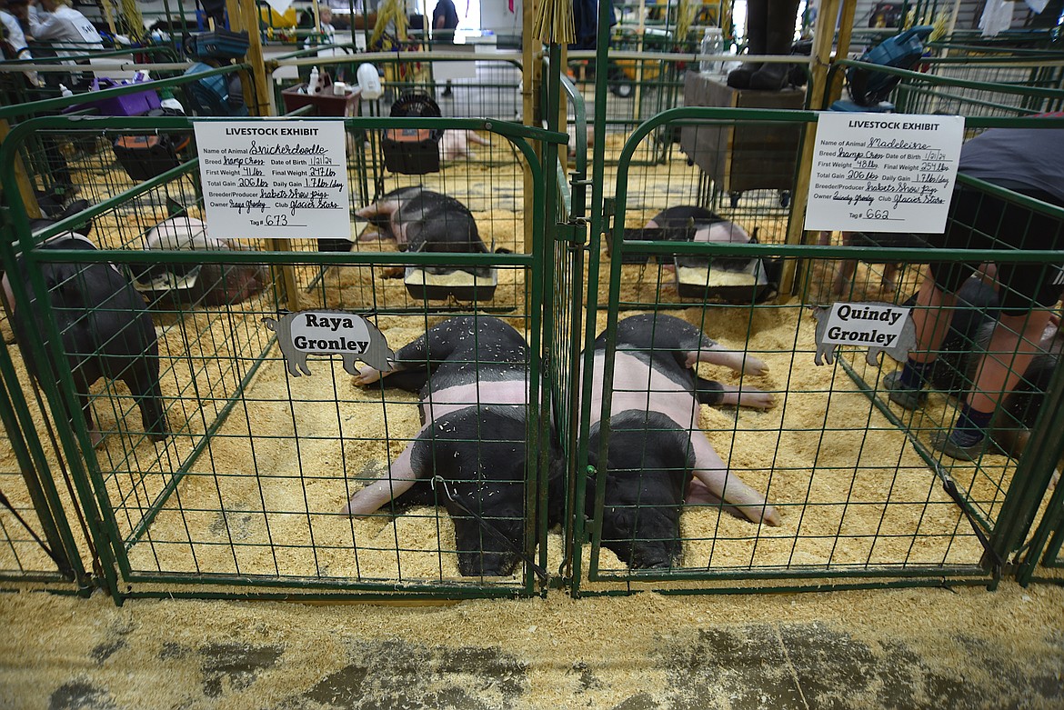 Snickerdoodle and Madeleine snooze before the hog showmanship event hog showmanship competition Monday, Aug. 12 at the Northwest Montana Fair.