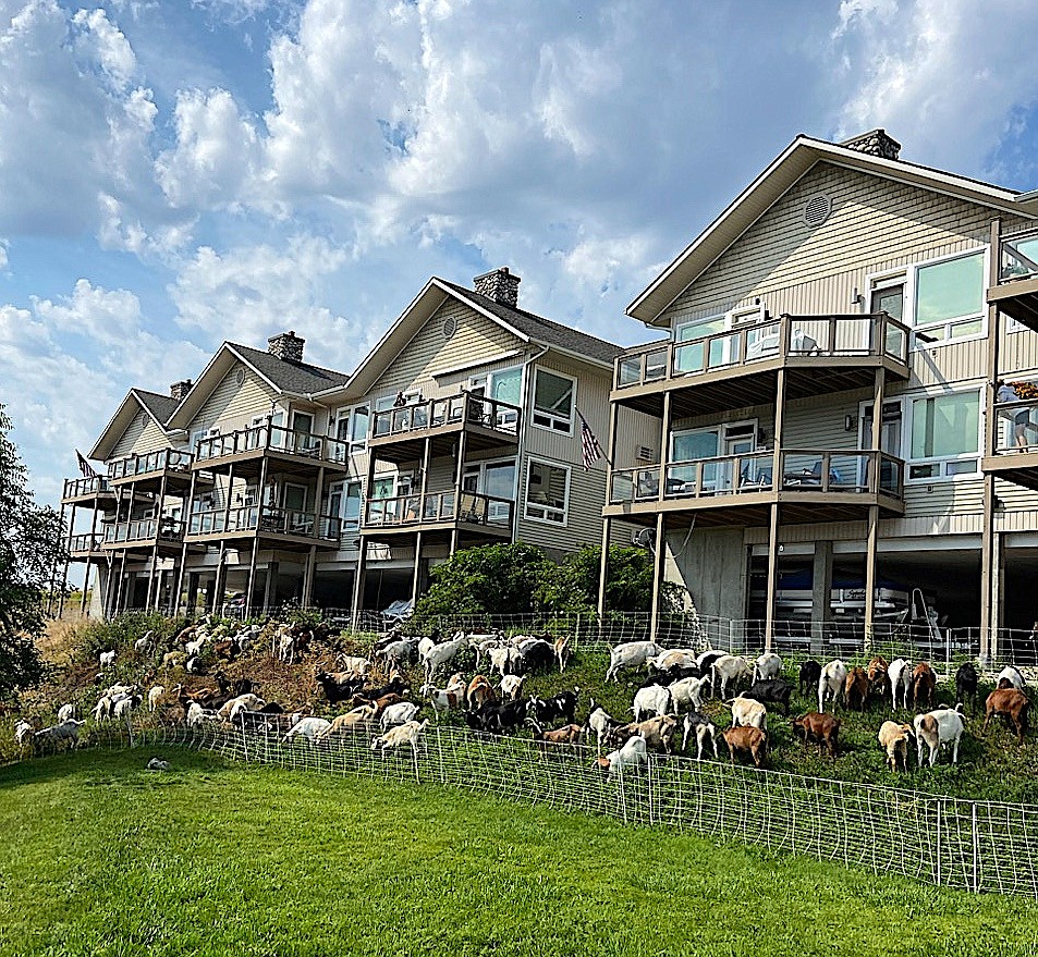 The Weed eater goats spread out and get down to business eating the weeds and brush in front of the Bear Harbor condominiums. (Will Powell photo)