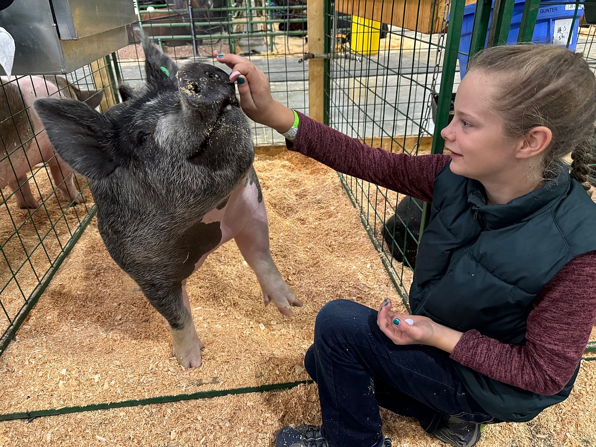 Kylee Oedekoven of Glacier View 4-H gives her pig Adventure or "Addy" a treat before the junior division goes into the ring for the hog showmanship competition Monday, Aug. 12 at the Northwest Montana Fair. (Hilary Matheson/Daily Inter Lake)