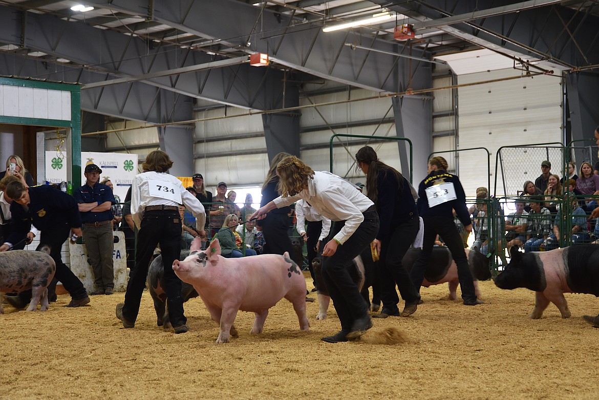 Hog showmanship competitors drive their pigs around the ring while maintaining eye contact with the judge. (Hilary Matheson/Daily Inter Lake)