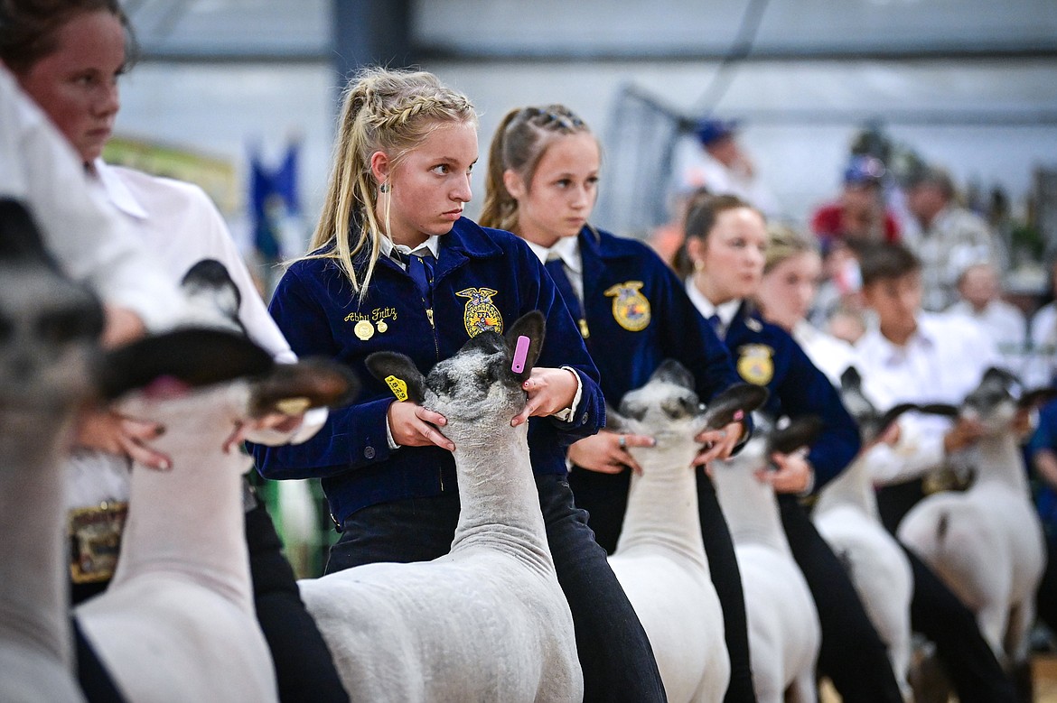 Abby Fritz and fellow competitors position their sheep during senior sheep showmanship at the Northwest Montana Fair on Tuesday, Aug. 13. (Casey Kreider/Daily Inter Lake)