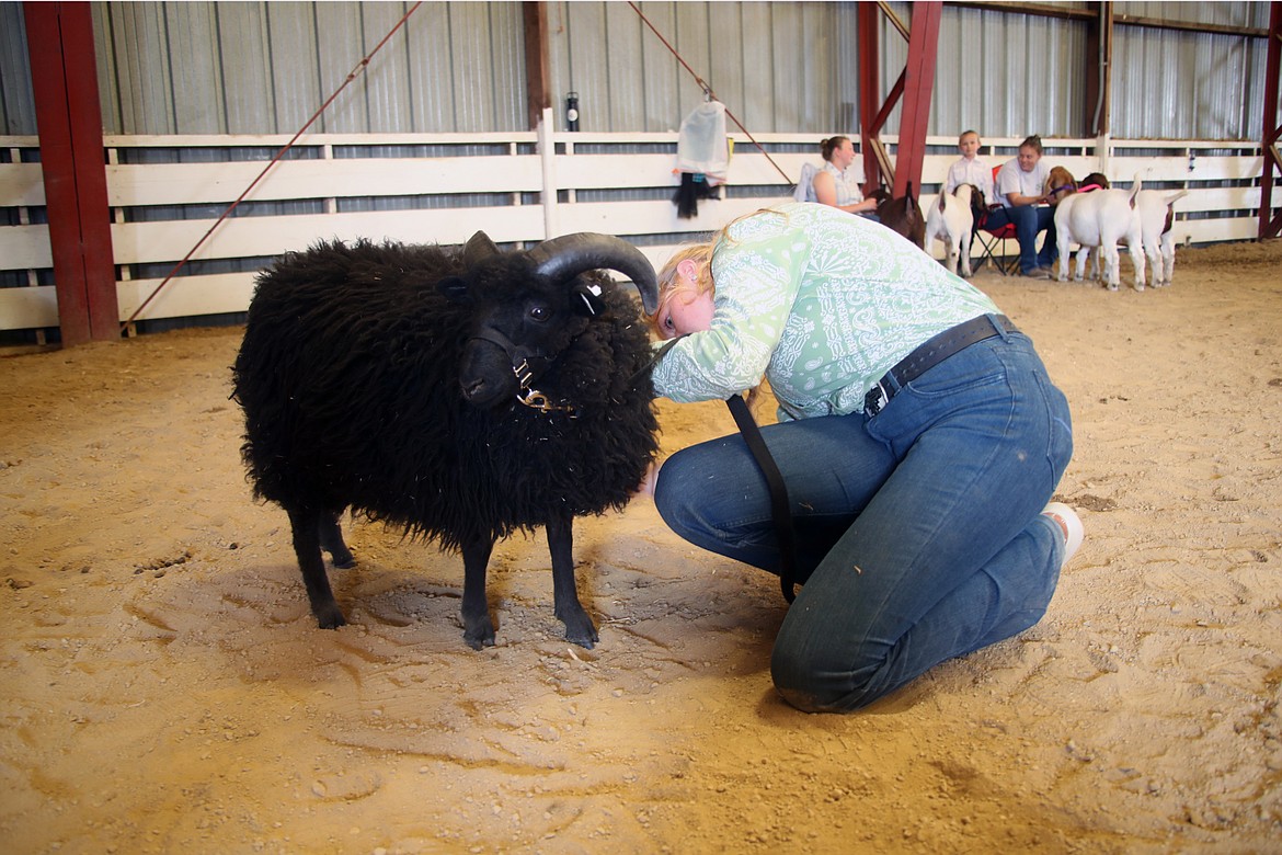 Ava Thornton of the Hoodoo Hustlers gets her Shetland sheep, Mr. Wickham, ready for the ring during the opening day of the Bonner County Fair. A full week of activities, fun and events are scheduled for the fair, which runs through Saturday.