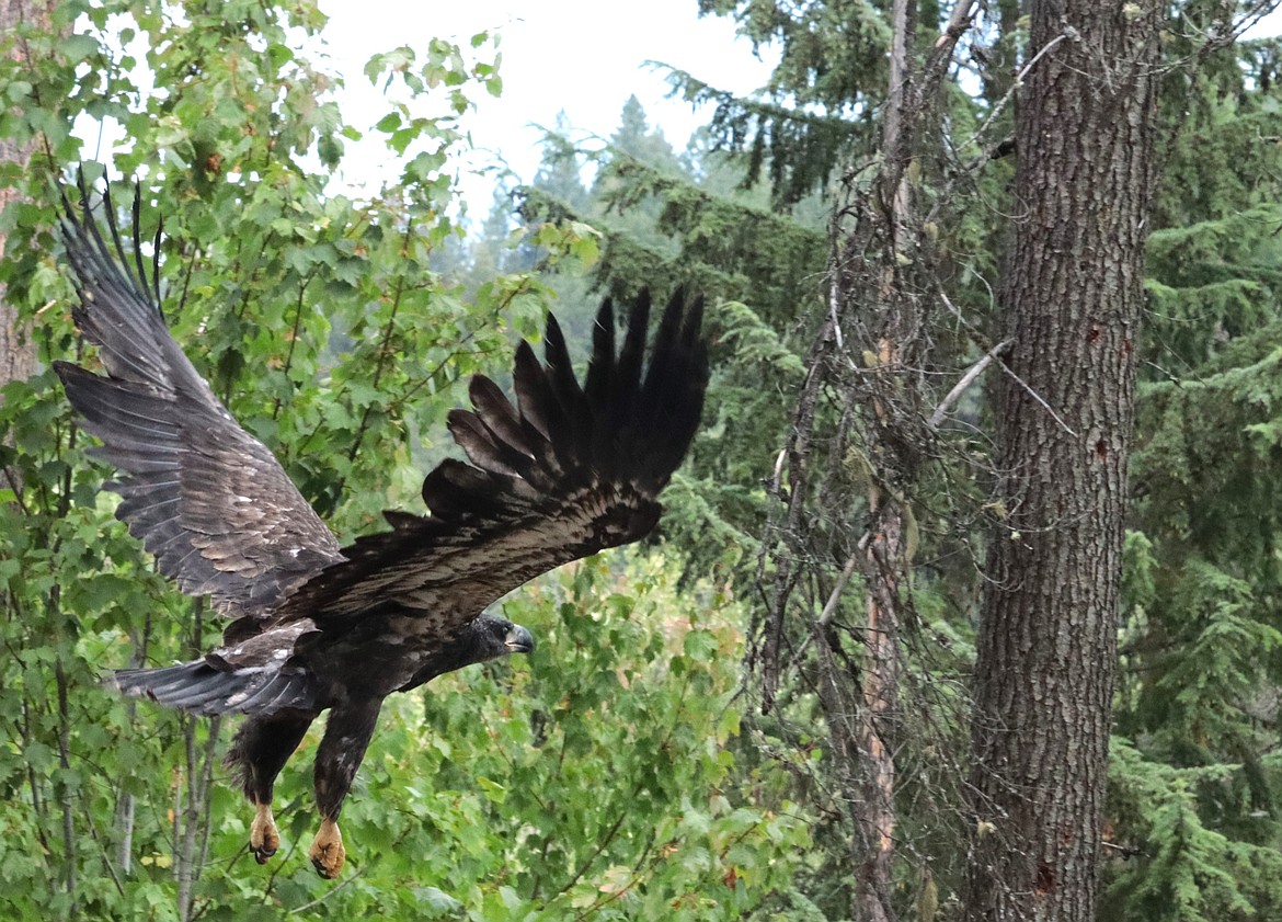 A young bald eagle takes flight after being released on Tuesday at Rockford Bay.