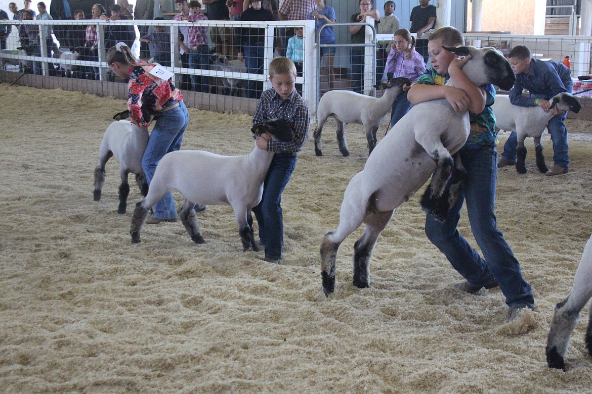 Brandon Justesen, left, works to get his recalcitrant lamb under control during market competition at the Grant County Fair Tuesday.