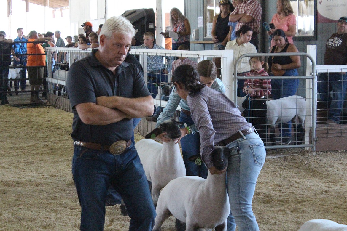 Judge Kurt Burns studies the entries in lamb competition at the Grant County Fair.