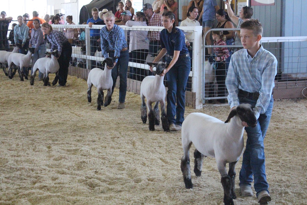 Their eyes on the judge, Grant County Fair competitors walk their lambs around the show ring.