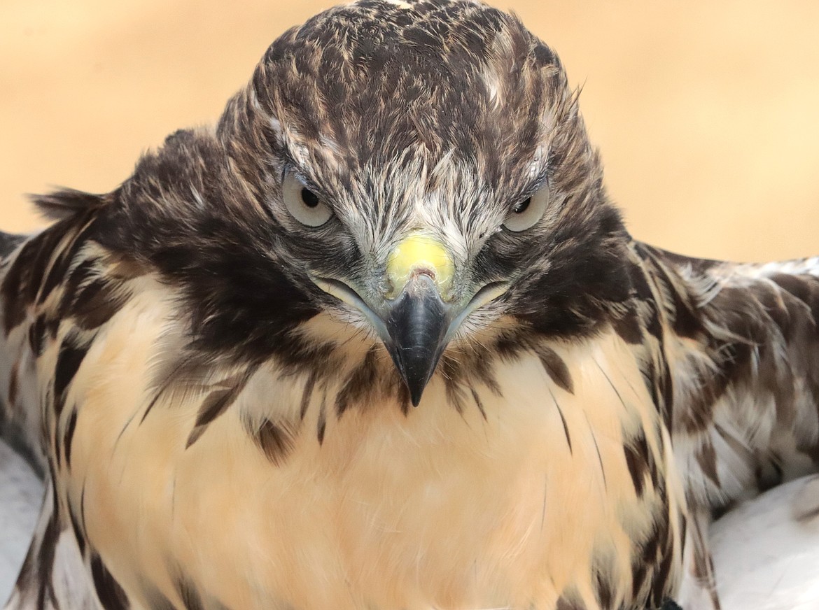 A red-tailed hawk stares ahead before being released on Tuesday.