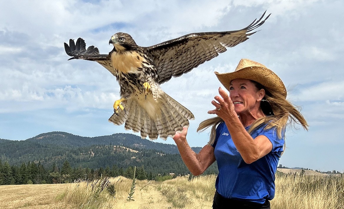 Jane Veltkamp releases a red-tailed hawk above a field off Vogel Road near Worley on Tuesday.