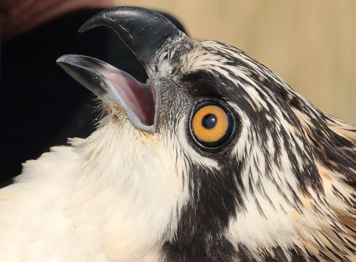 An osprey is ready to be released on Tuesday.