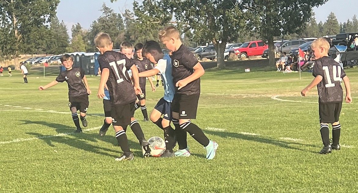 Photo by KATHY STERLING
Playing up in the Gold Division, the Sting U9 Boys Yellow team opened its fall season last weekend at the 30th annual 2024 Northwest Cup tournament in Airway Heights at the Spokane Polo Fields. Friday evening the Sting lost 16-2 to the Spokane Sounders Shadow Spokane B2016. Sting goals were scored by Atlas Lepley (1) and Elijah Cline (1). Saturday afternoon the Sting fell 16-0 to the Three Rivers Soccer Club 3RSC B16 Inter Miami. Later that afternoon, the Sting was edged 5-4 by the Basin Sounders B2016 Lombardini. Sting goals were scored by Elijah Cline (2), Micah D’Alessandro  (1) and Atlas Lepley (1). Sunday morning the Sting were downed 11-2 by B16 Charlotte FC. Both Sting goals were scored by Elijah Cline. Pictured from left to right in the black jerseys are Xander Rodrigues, Xavier Sousley and Micha D’Alessandro, and battling for the ball is Isaak Sterling and Atlas Lepley.