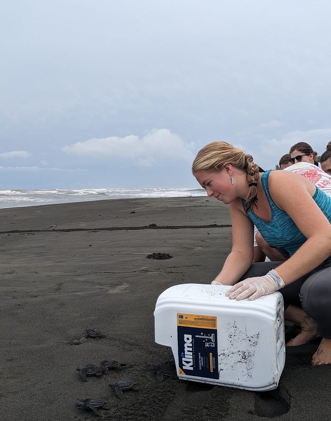 Mollie Sydnor prepares to release a herd of leatherback turtle hatchlings at the Pacuare Nature Reserve in Costa Rica, where she spent a few months on an internship. (Lake County Leader photo)