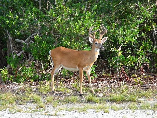 Deer found at Bonners Ferry tested for chronic wasting