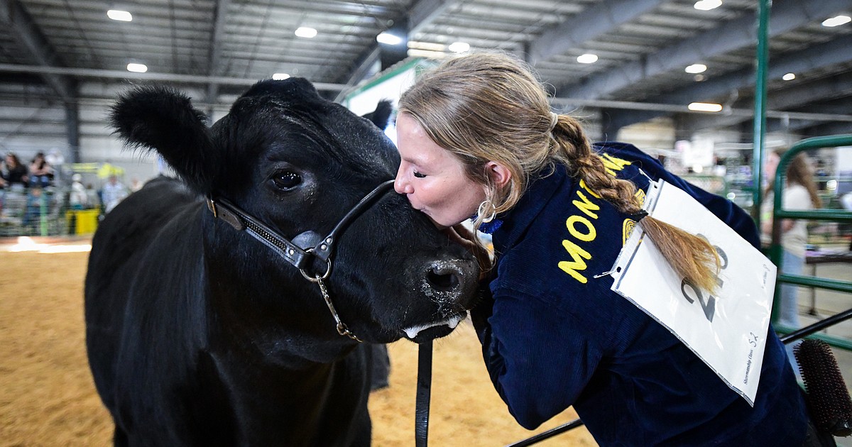 Handlers put best steer forward in high-stakes competition at Northwest Montana Fair