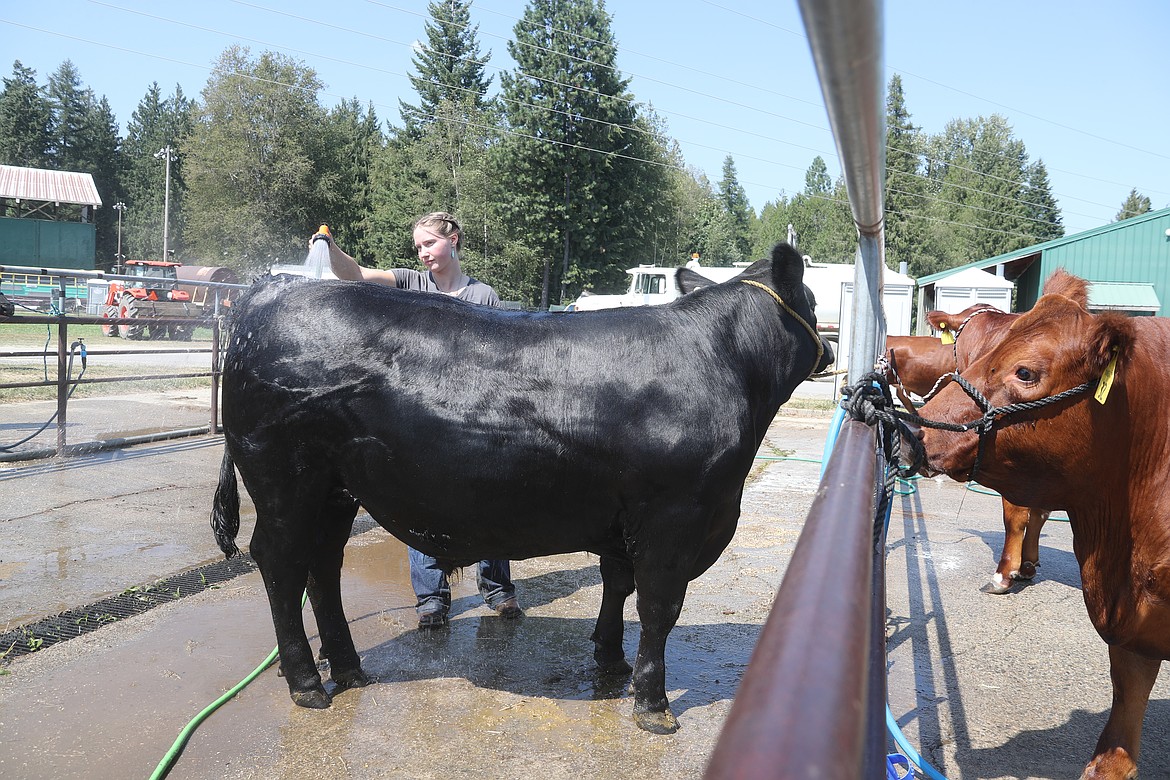 Taylor Ailport washes her steer, Quigley, as she gets ready for a competition at the Bonner County Fair on Wednesday. The teen is a member of the Gold 'n' Grouse 4-H club