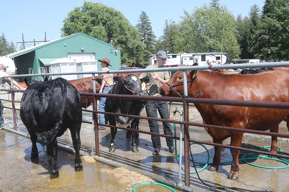 Blake Morasch, a member of the Gold 'n' Grouse 4-H Club, washes his steer as he gets ready for a competition at the Bonner County Fair on Wednesday.