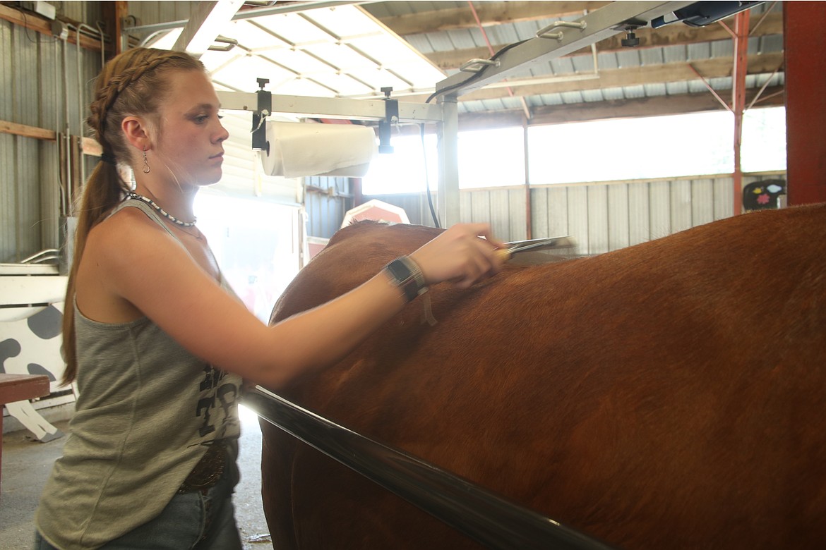 Josie Wood washes her steer Maverick as she gets ready for a competition at the Bonner County Fair on Wednesday. Wood said she's shown a steer for several years, following in the footsteps of her dad and her brother.