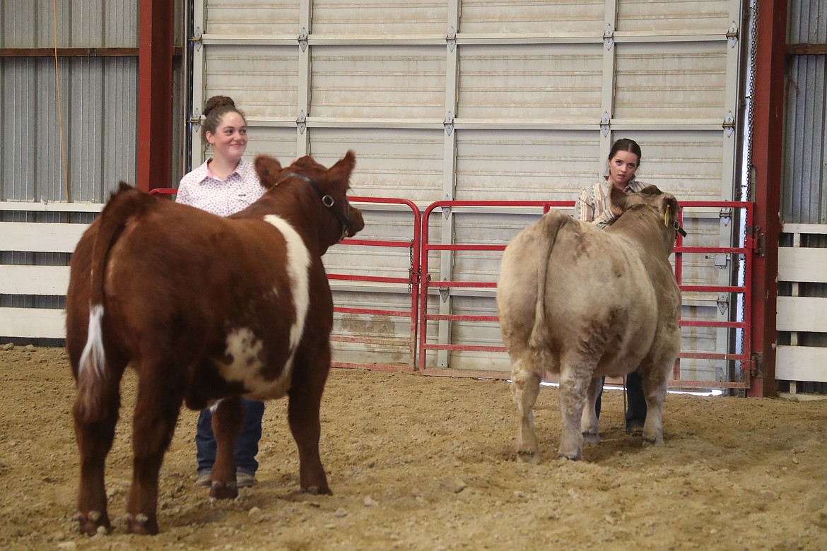 A pair of 4-H'ers wait to hear the results of judging after competing in a steer category at the Bonner County Fair on Wednesday.