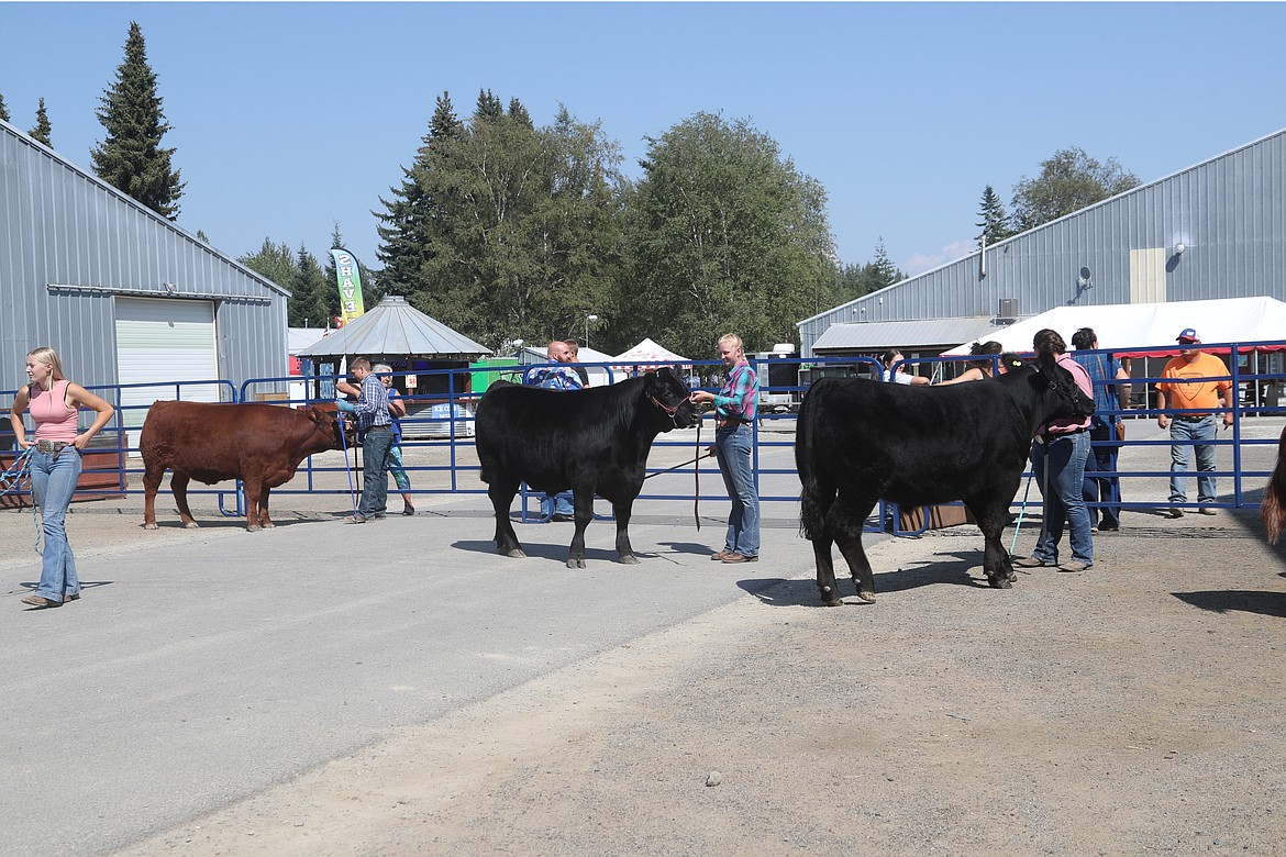 4-H'ers wait for the start of a steer category at the Bonner County Fair on Wednesday.