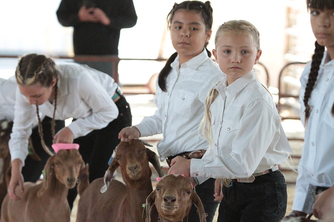 Future Farmers of America students wait for the judge to analyze their goats.