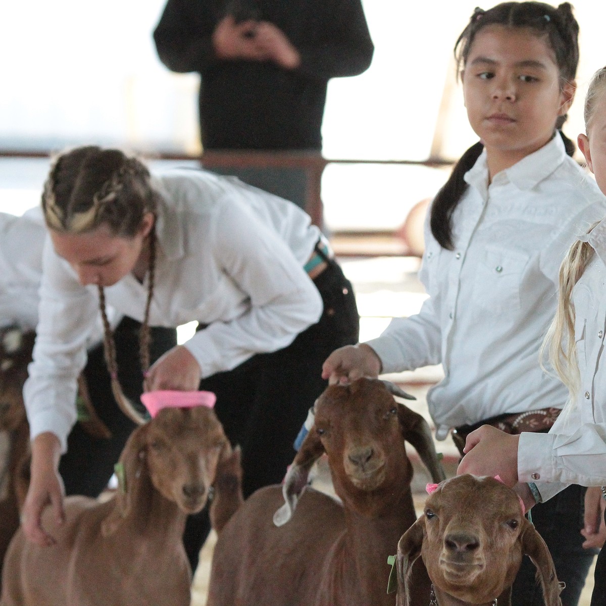 Wrangling goats and winning ribbons | Columbia Basin Herald