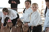 Wrangling goats and winning ribbons