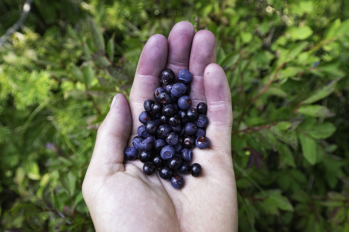 A handful of hucks make for a snack. (Seth Anderson photo)