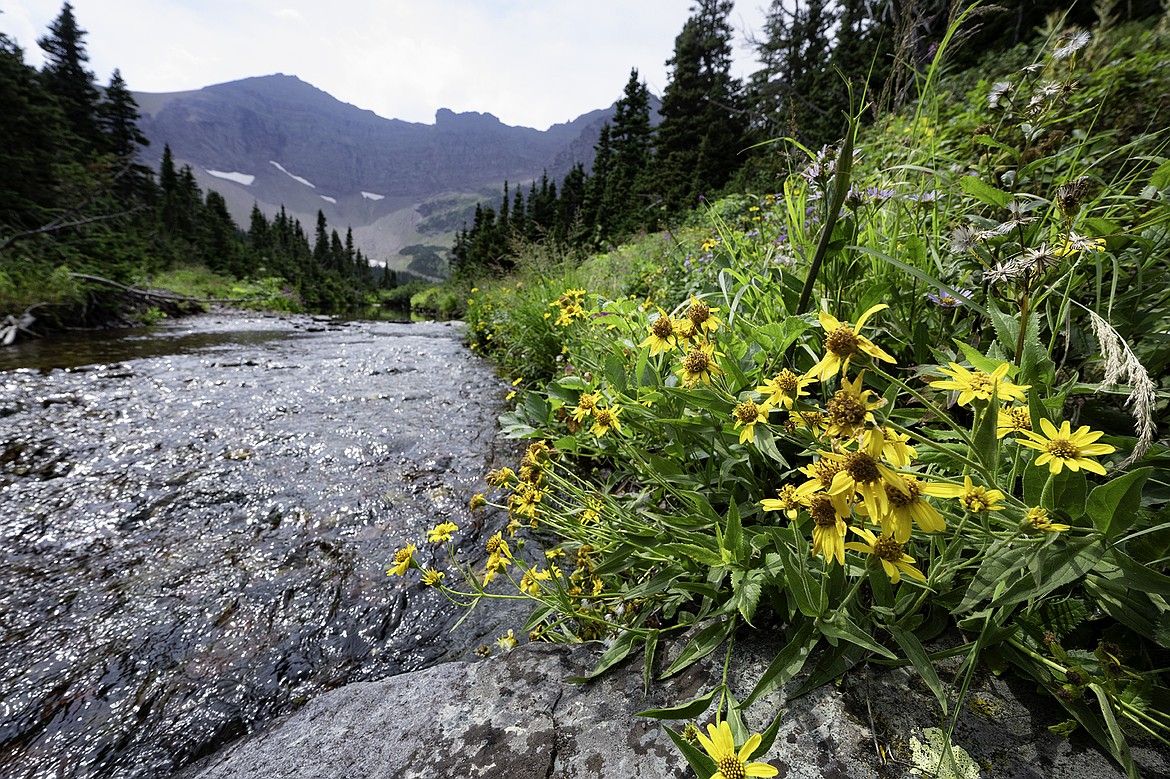 Flowers bloom along Rose Creek. (Seth Anderson photo)