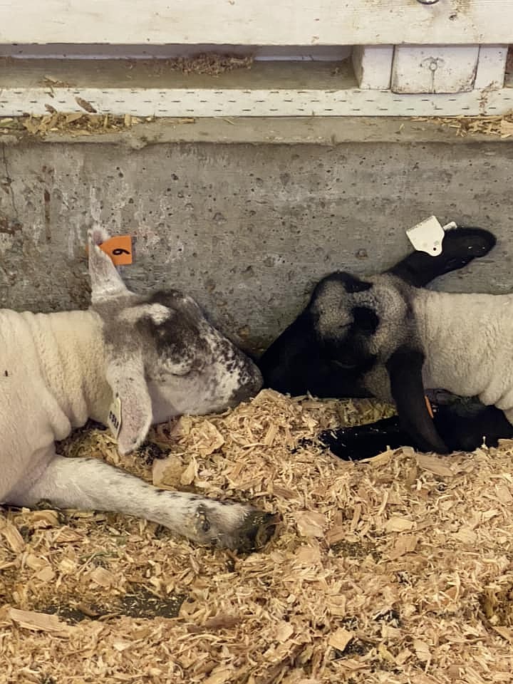 Two lambs kiss in the lamb barn by Chrissy Brown.