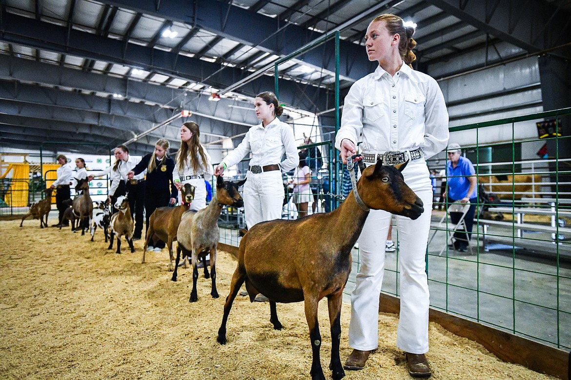 Competitors line up their goats during senior goat showmanship at the Northwest Montana Fair on Thursday, Aug. 15. (Casey Kreider/Daily Inter Lake)