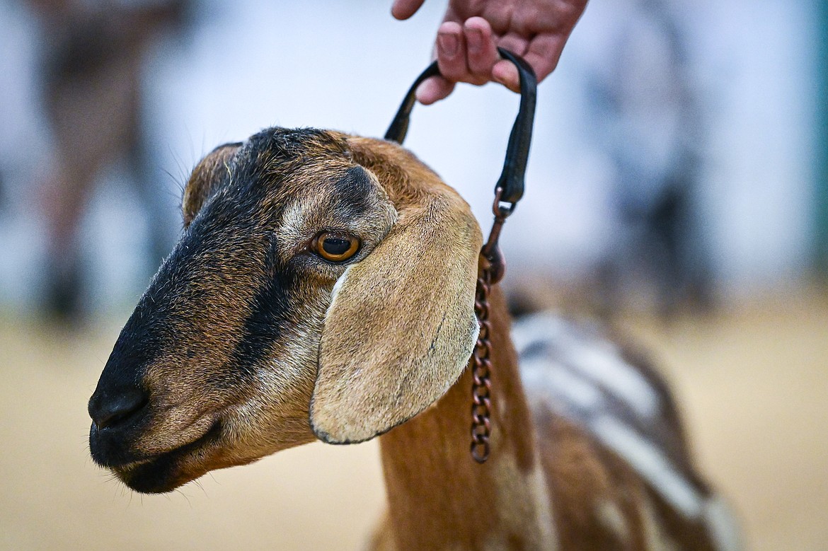 Competitors walk their goats around the arena during senior goat showmanship at the Northwest Montana Fair on Thursday, Aug. 15. (Casey Kreider/Daily Inter Lake)