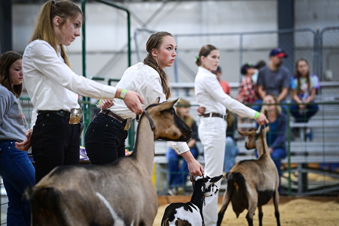 Competitors line up their goats during senior goat showmanship at the Northwest Montana Fair on Thursday, Aug. 15. (Casey Kreider/Daily Inter Lake)