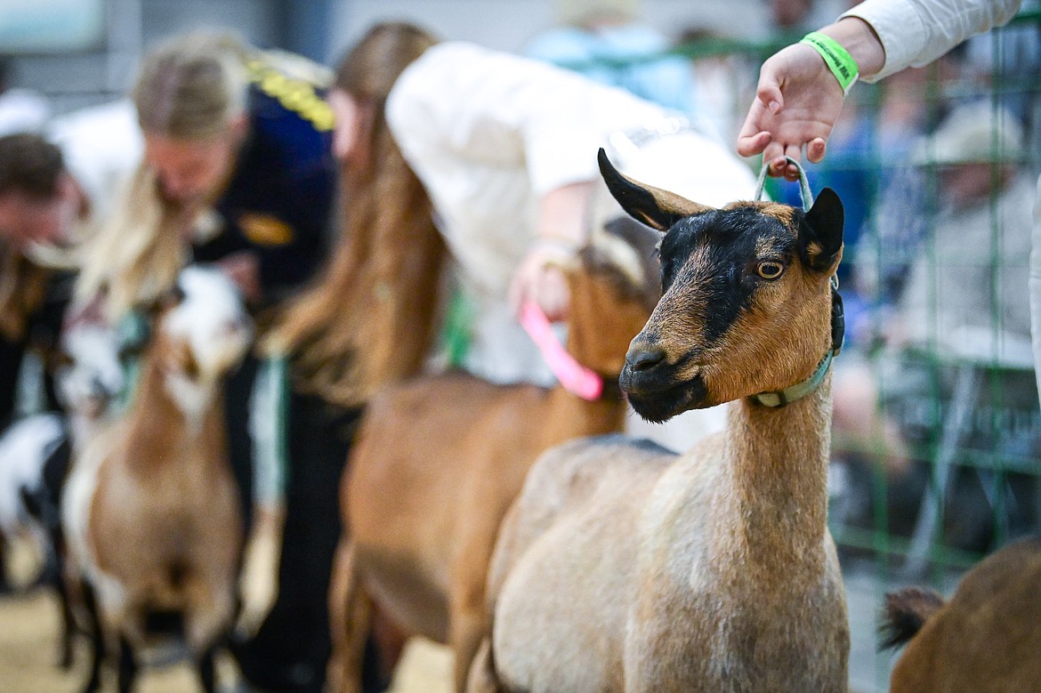 Competitors line up their goats during senior goat showmanship at the Northwest Montana Fair on Thursday, Aug. 15. (Casey Kreider/Daily Inter Lake)