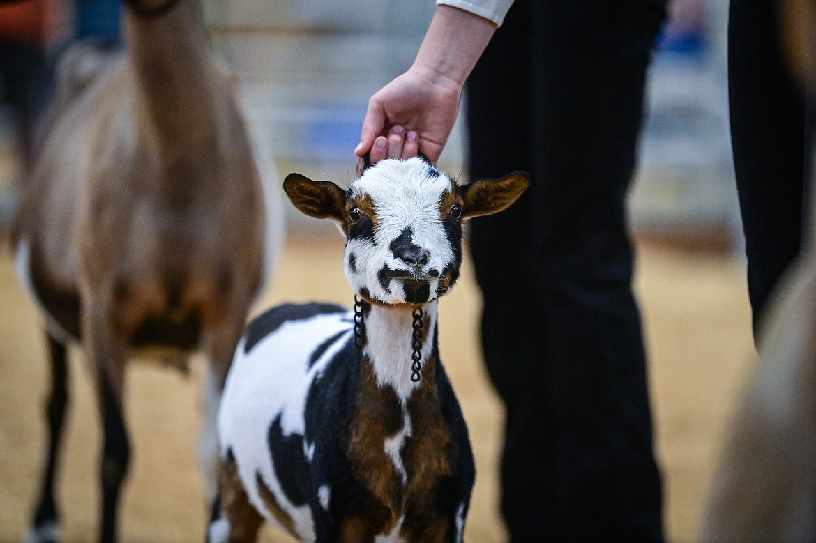 Competitors line up their goats during senior goat showmanship at the Northwest Montana Fair on Thursday, Aug. 15. (Casey Kreider/Daily Inter Lake)