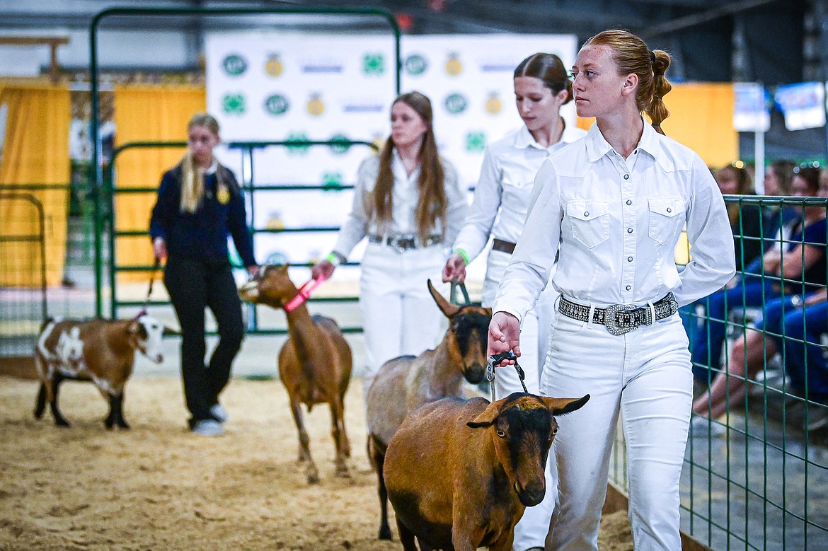 Competitors walk their goats around the arena during senior goat showmanship at the Northwest Montana Fair on Thursday, Aug. 15. (Casey Kreider/Daily Inter Lake)