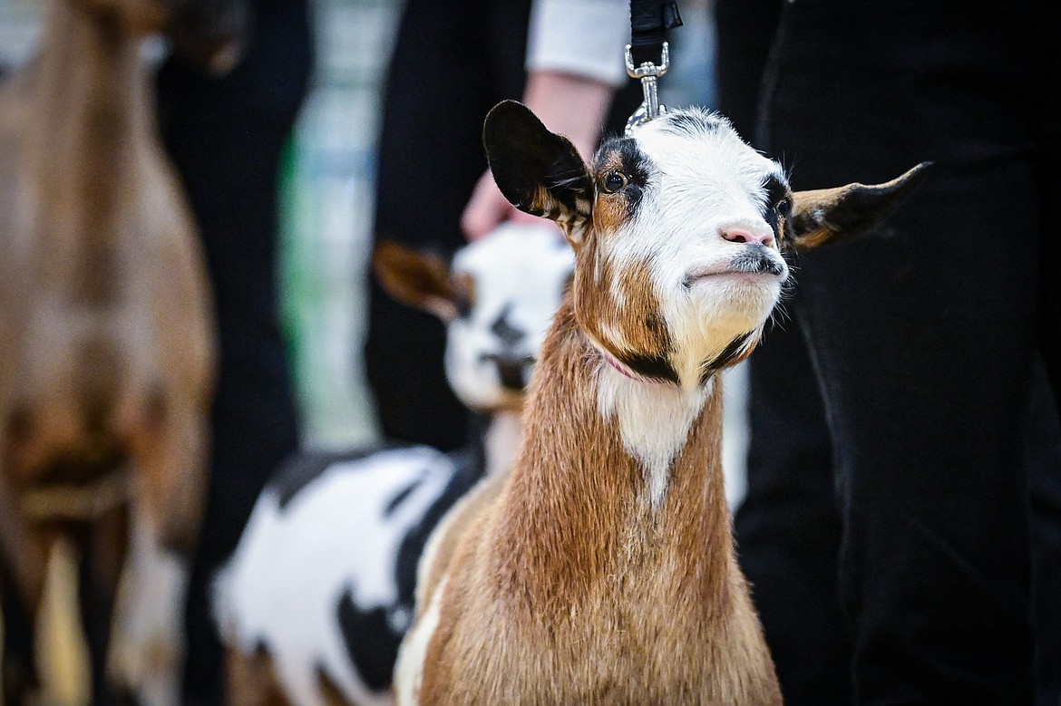 Competitors line up their goats during senior goat showmanship at the Northwest Montana Fair on Thursday, Aug. 15. (Casey Kreider/Daily Inter Lake)