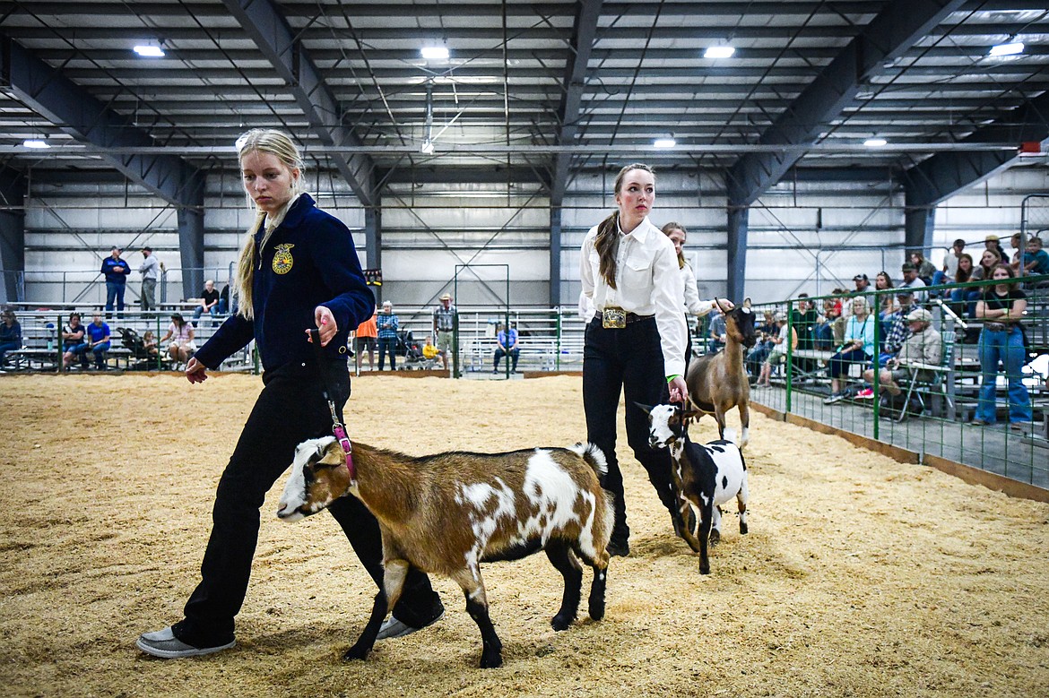 Competitors walk their goats around the arena during senior goat showmanship at the Northwest Montana Fair on Thursday, Aug. 15. (Casey Kreider/Daily Inter Lake)