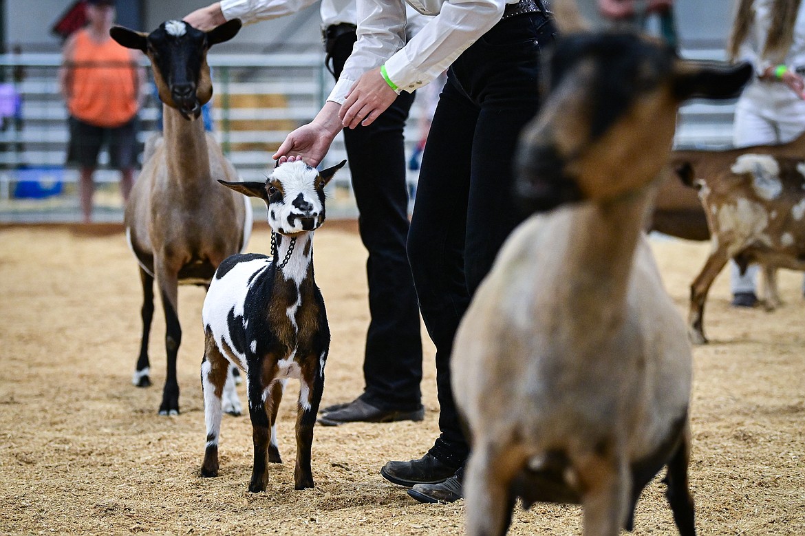 Competitors line up their goats during senior goat showmanship at the Northwest Montana Fair on Thursday, Aug. 15. (Casey Kreider/Daily Inter Lake)