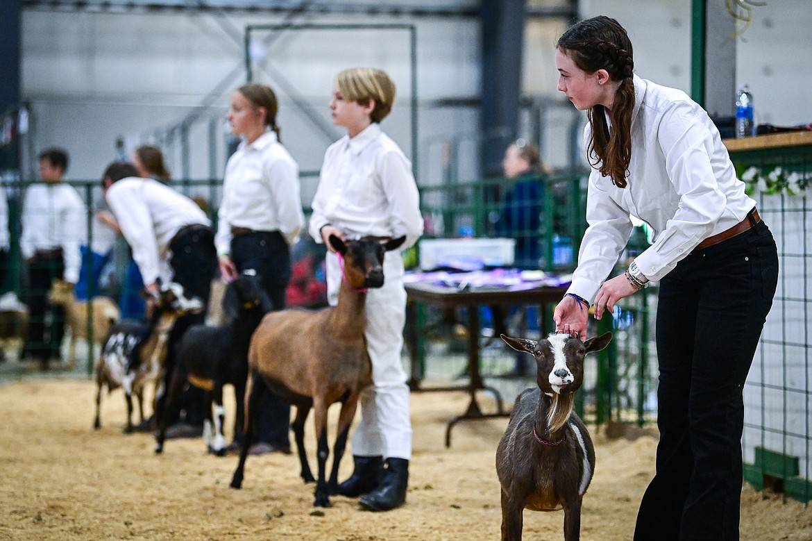 Competitors line up their goats during junior goat showmanship at the Northwest Montana Fair on Thursday, Aug. 15. (Casey Kreider/Daily Inter Lake)