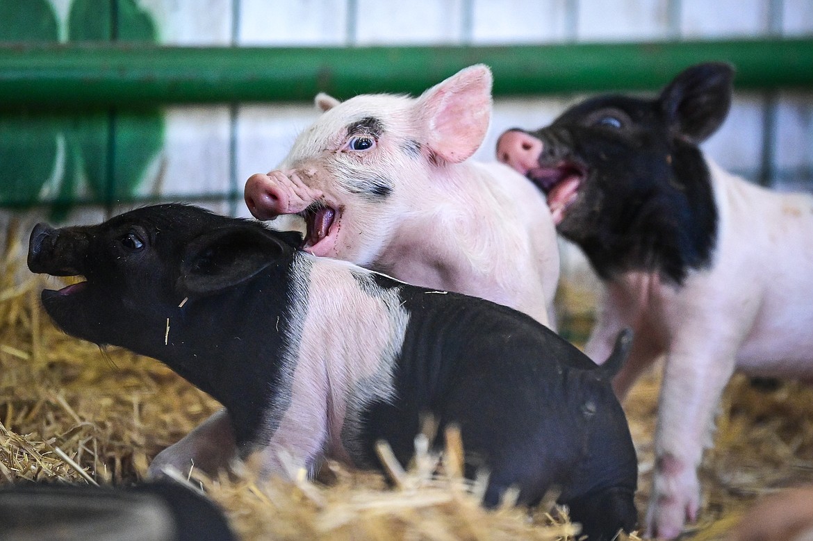 Two-week-old piglets from Teagen Flint's Wapiti Show Pigs play inside a pen in the Trade Center at the Northwest Montana Fair on Tuesday, Aug. 13. (Casey Kreider/Daily Inter Lake)