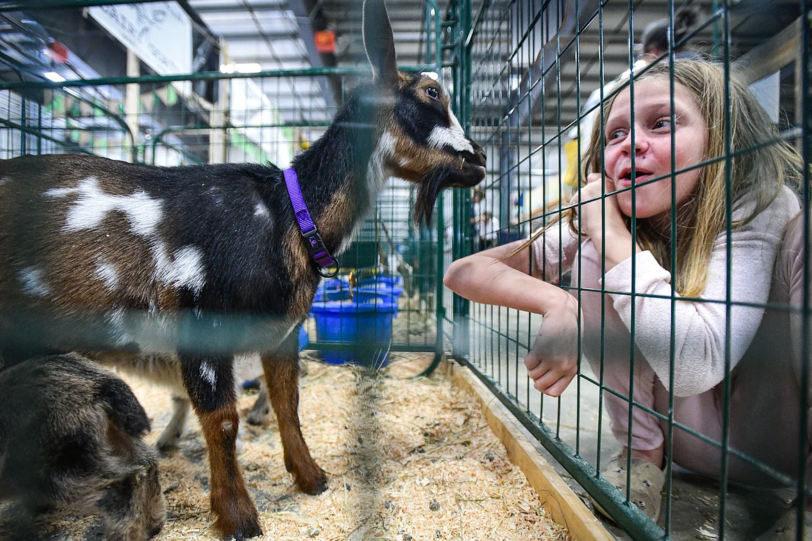 A girl imitates the bleating of a goat named Joy at the Noisy Basin Dairy Goats pen inside the Trade Center at the Northwest Montana Fair on Tuesday, Aug. 13. (Casey Kreider/Daily Inter Lake)