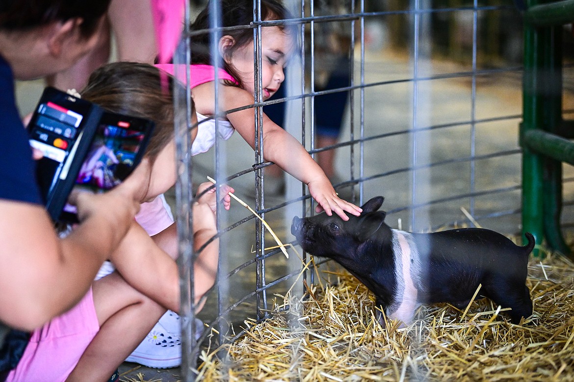 A girl reaches into a pen to pet a two-week-old piglet from Teagen Flint's Wapiti Show Pigs inside the Trade Center at the Northwest Montana Fair on Tuesday, Aug. 13. (Casey Kreider/Daily Inter Lake)