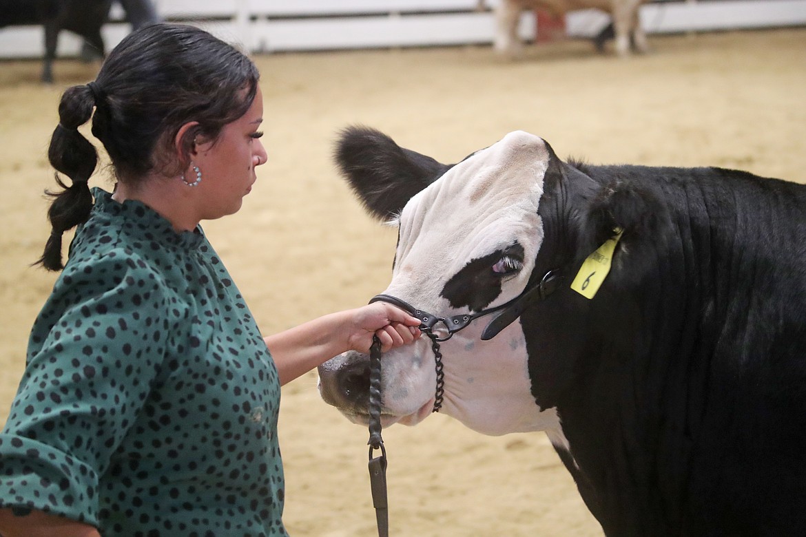 Lily Thomas, a member of the Gold 'n' Grouse 4-H Club, pets her steer Guapo as they compete in a showmanship competition at the Bonner County Fair on Thursday. Thomas, who has been in 4-H for nine years, is competing in her first steer project.