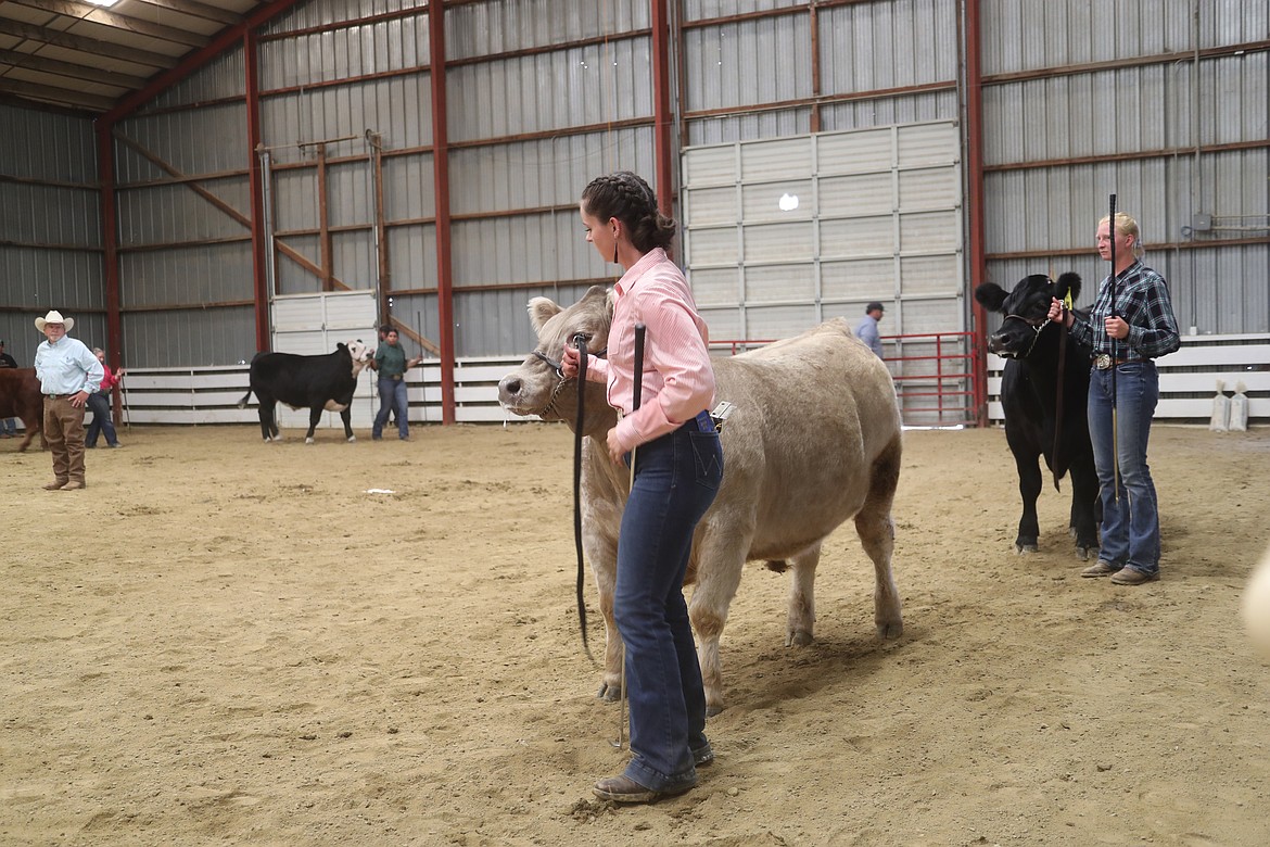 Kaylee McCown leads her steer, Trump, around the arena during a competition at the Bonner County Fair on Thursday.