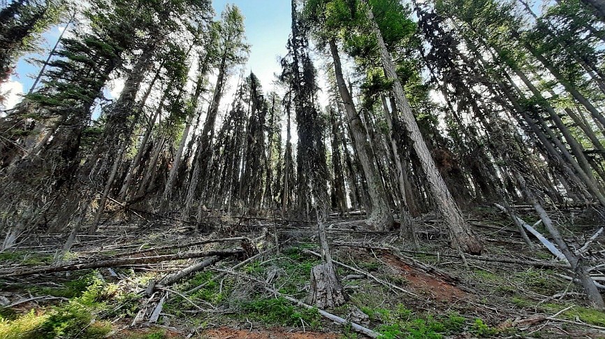 A lack of fire or previous harvest, along with mortality in stands, has led to dense wildfire fuel within the Cyclone Bill project area west of Whitefish. (Forest Service photo)