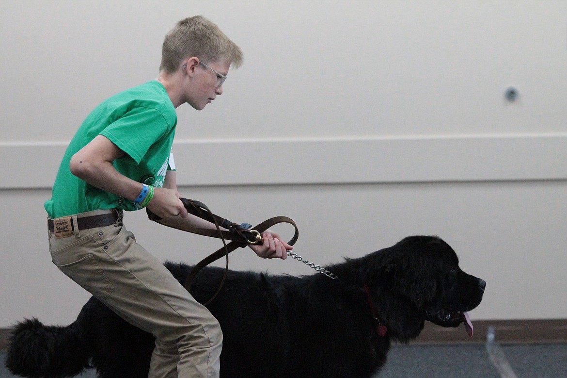 Ben Handerlie tries to control his Newfoundland, Maddie. Maddie is only 7 months old and is still being trained, however Handerlie is optimistic about her performance in the future.