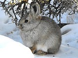 World's tiniest species of rabbit found in Idaho
