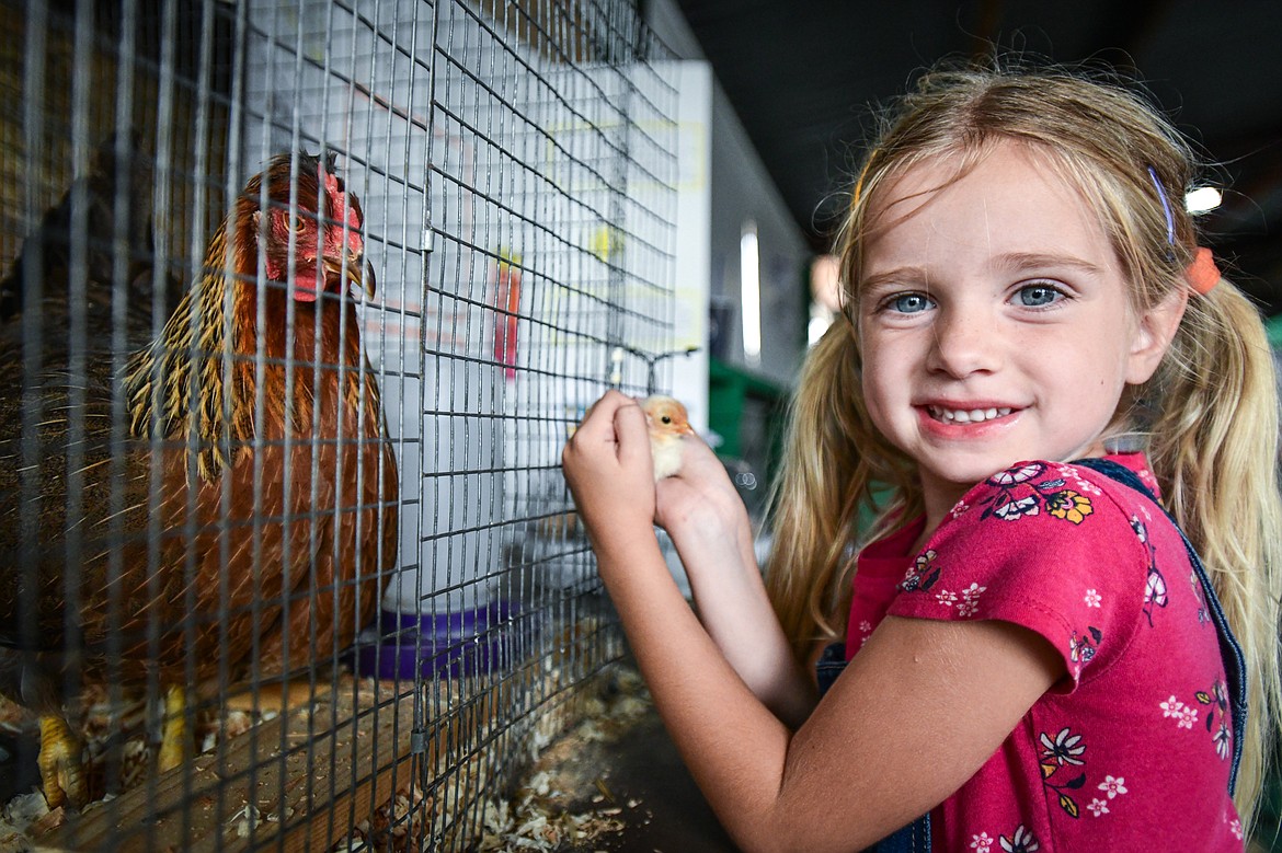 Rheama Clark holds a chick from one of her family's first-place winning chickens as the mother hen looks on inquisitively inside the small animal barn at the Northwest Montana Fair & Rodeo on Friday, Aug. 16. (Casey Kreider/Daily Inter Lake)