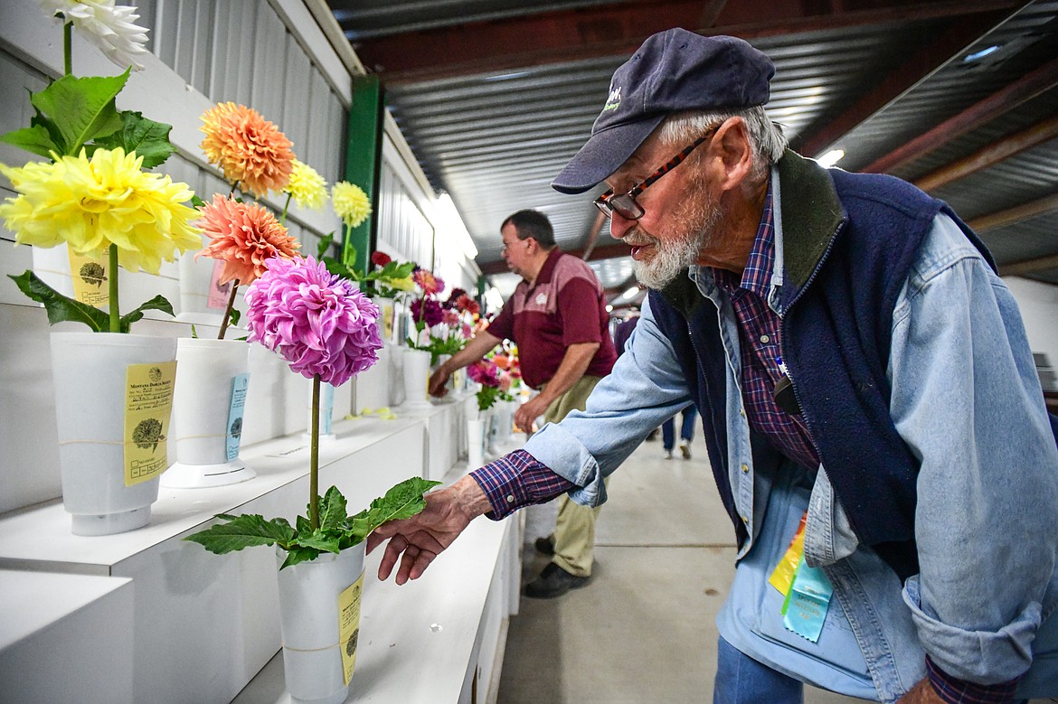 Mike Valler, head judge with the Montana Dahlia Society, judges dahlias in the dahlia show at the Northwest Montana Fair & Rodeo on Friday, Aug. 16. (Casey Kreider/Daily Inter Lake)